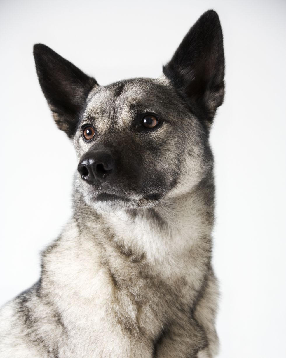 hound dog breeds norwegian elkhound
