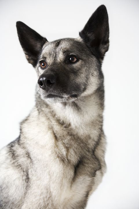 hound dog breeds norwegian elkhound