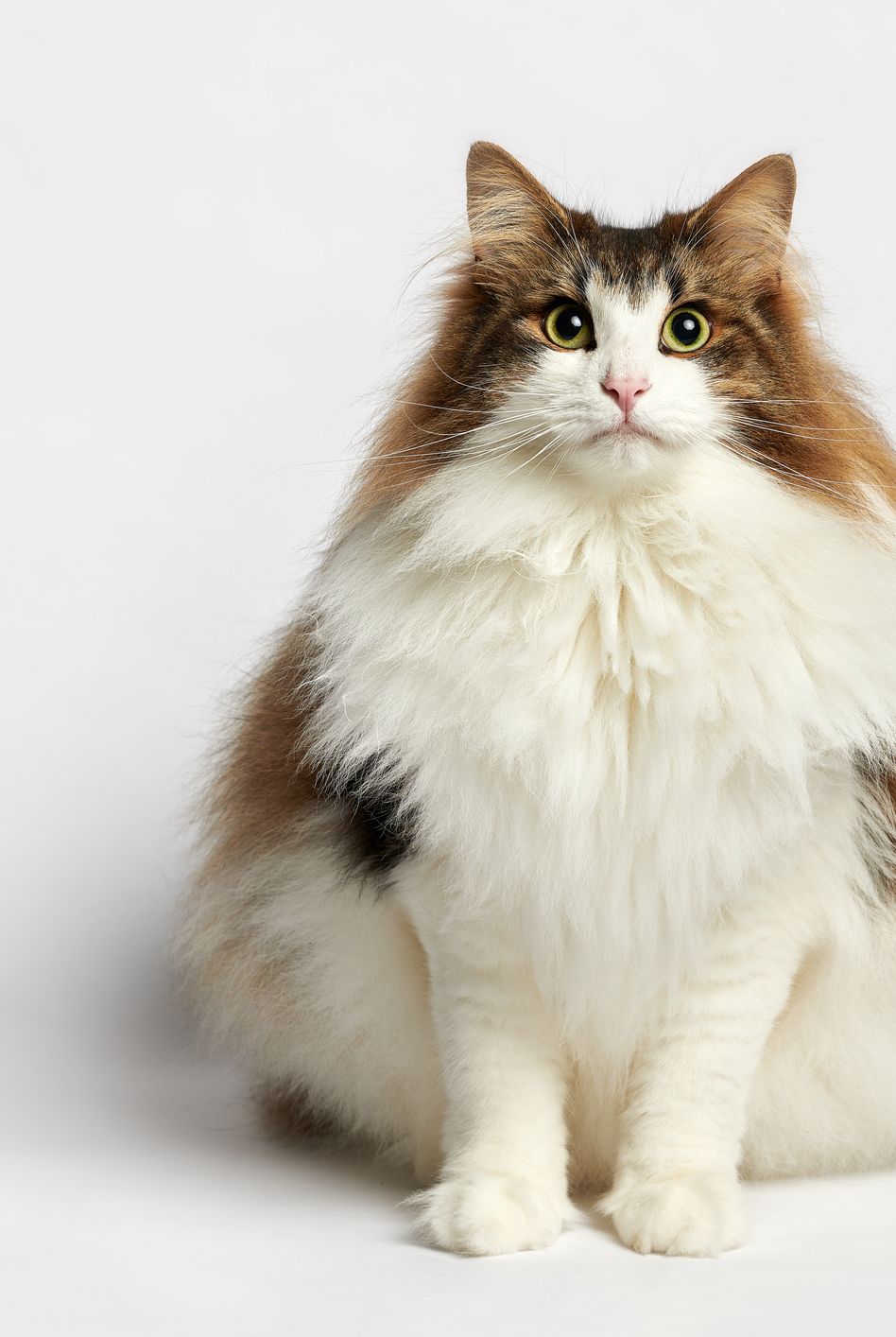 12 Lovable Large Cat Breeds