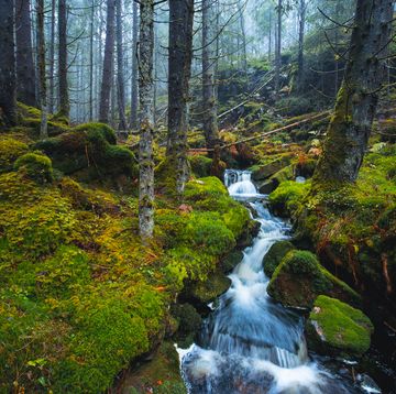 norwegian forest in october