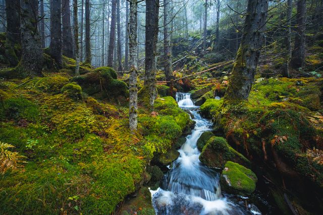 norwegian forest in october