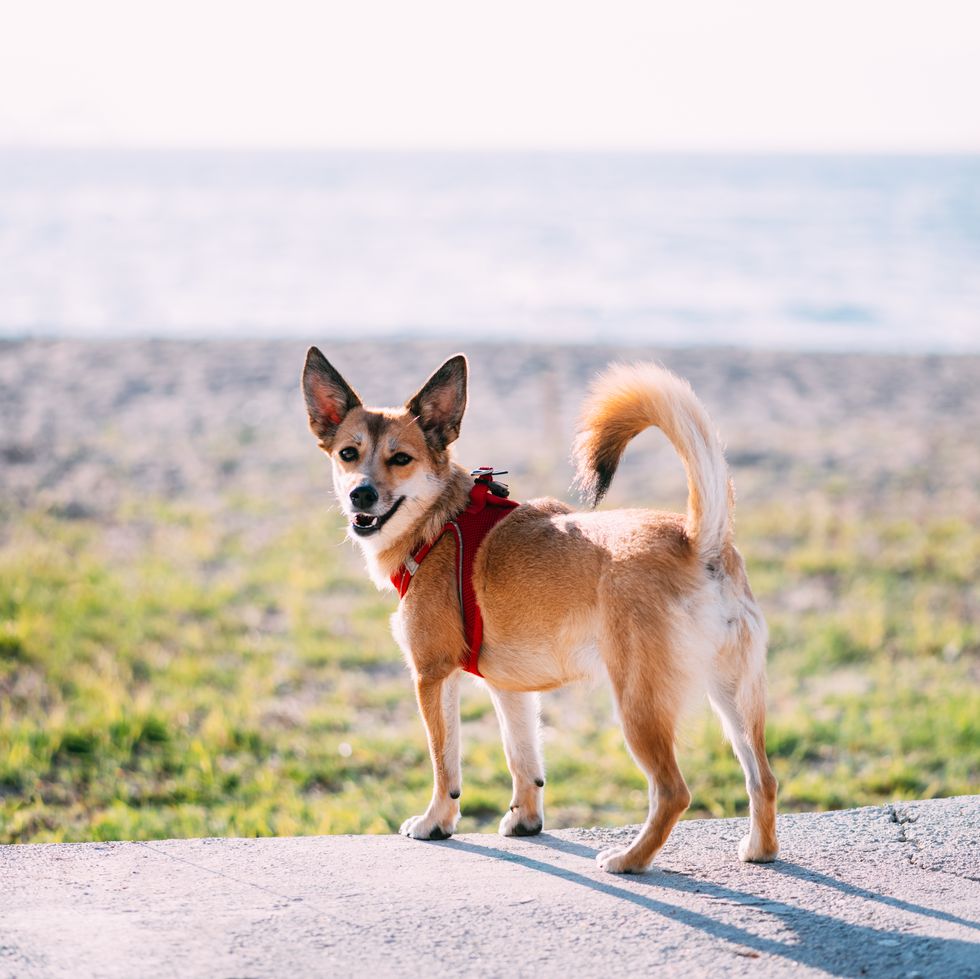 norwegian lundehund dog walking on the beach