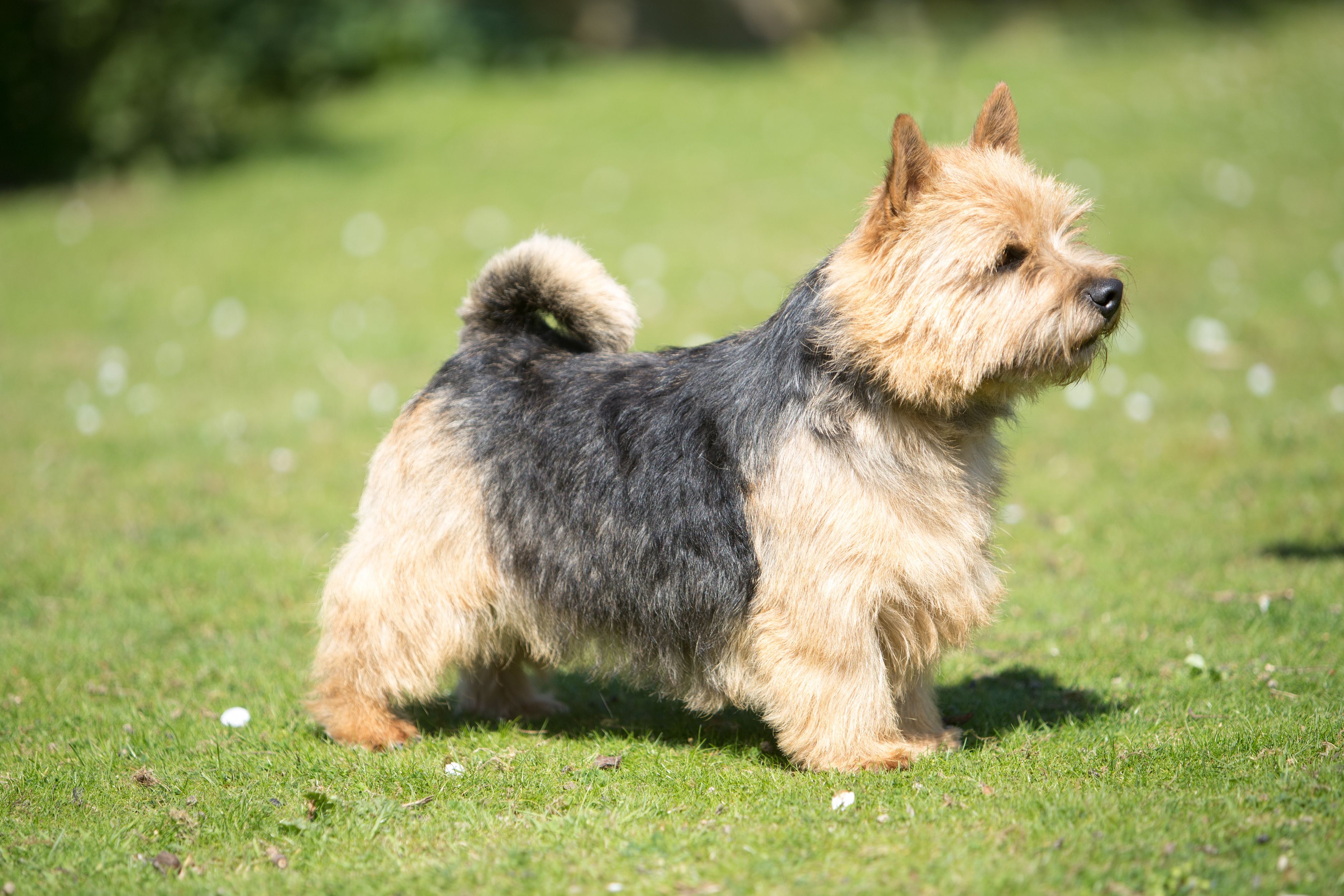 are norwich terrier the most intelligent dogs