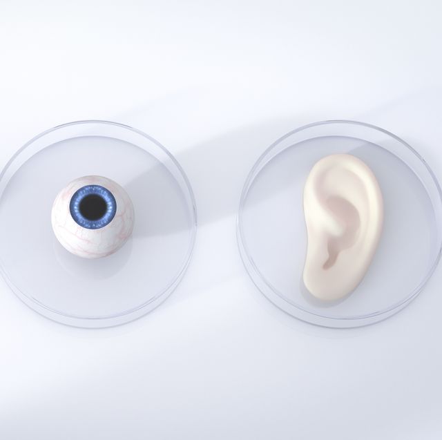 nose, eye and ear in petri dishes, 3d rendering
