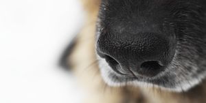 nose of a dog