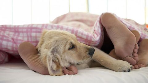 let your pet sleep with you