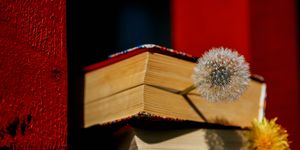 novel books with yellow and fluffy dandelion flowers for bookmarks