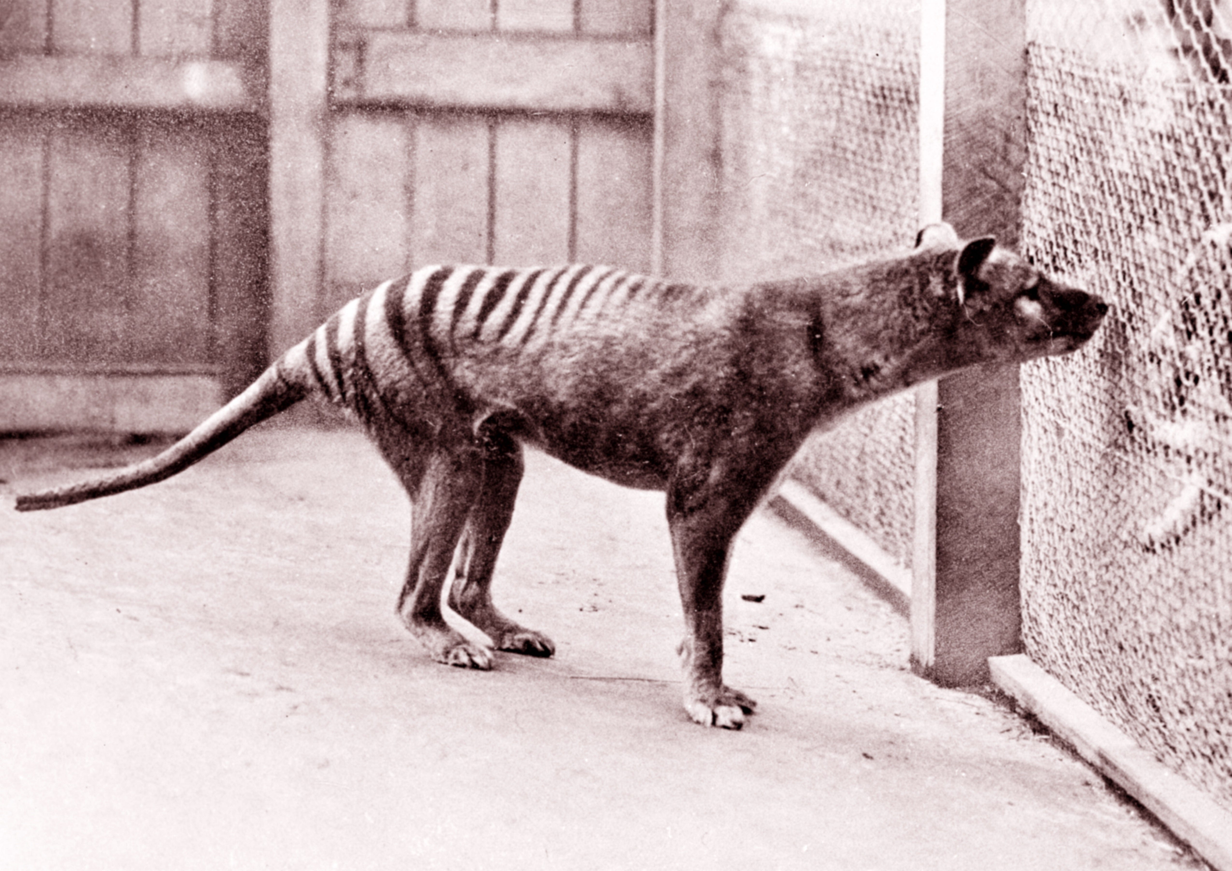 weird animals that are extinct