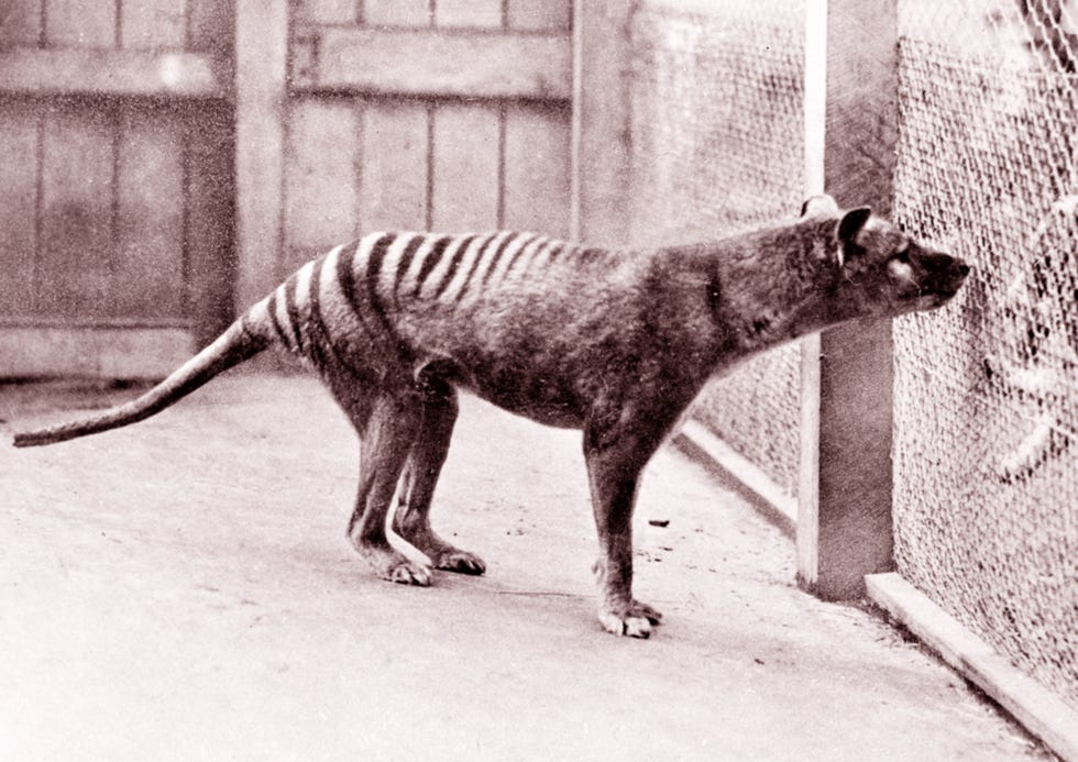 extinct animals, extinct animals we've lost