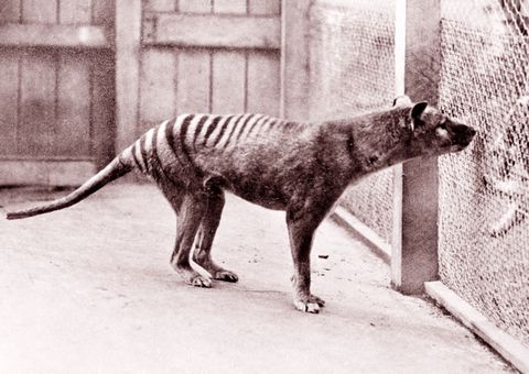 now extinct, tasmanian tiger thylacine 1933