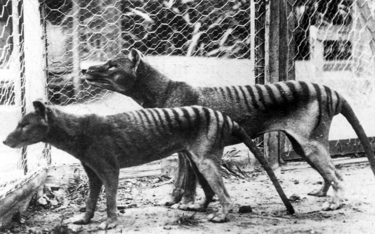 now extinct, tasmanian tiger 1933