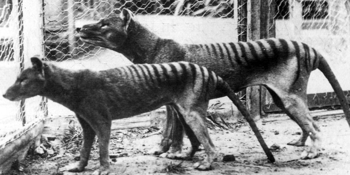 The Tasmanian Tiger Has Been Extinct for 87 Years. It's About to Return From the Dead.