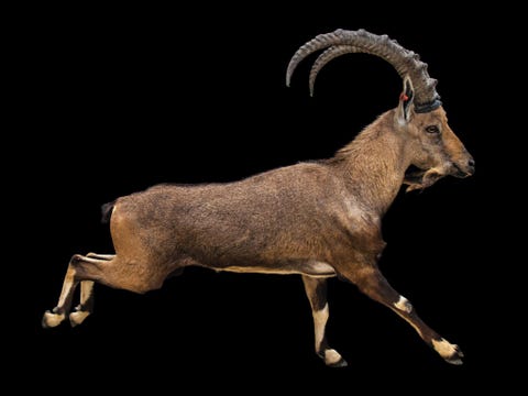 Nubische steenbok Capra nubiana kwetsbaar