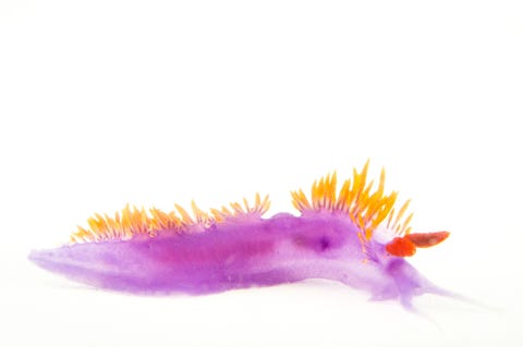 De naaktslakkensoort Flabellina iodinea gefotografeerd in de Research Experience and Education Facility van de University of California in Santa Barbara