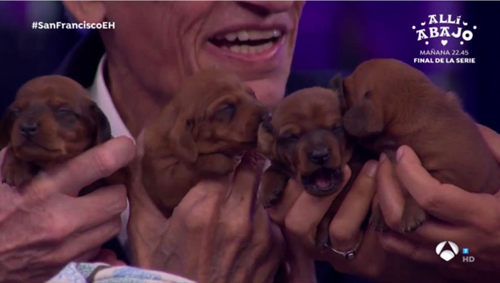 Nuria Roca presenta a los cachorros de su perrita Pepita
