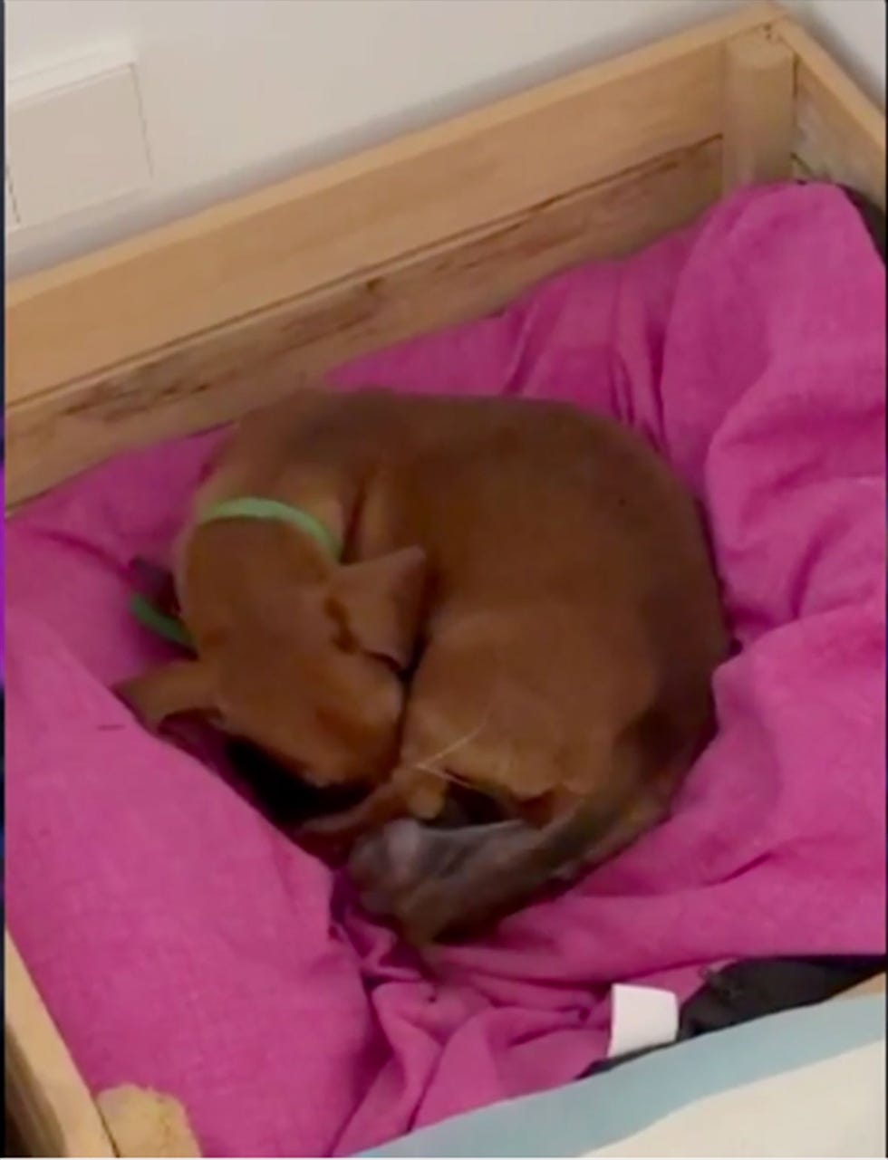 Nuria Roca aumenta su familia perruna