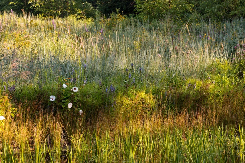 nybg native garden