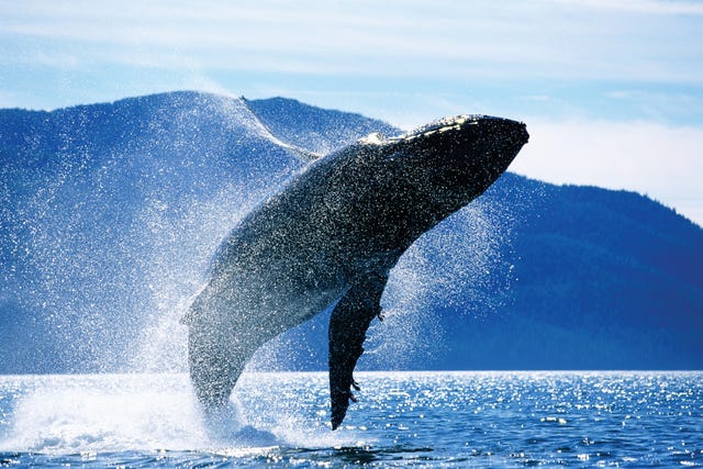 alaska holidays