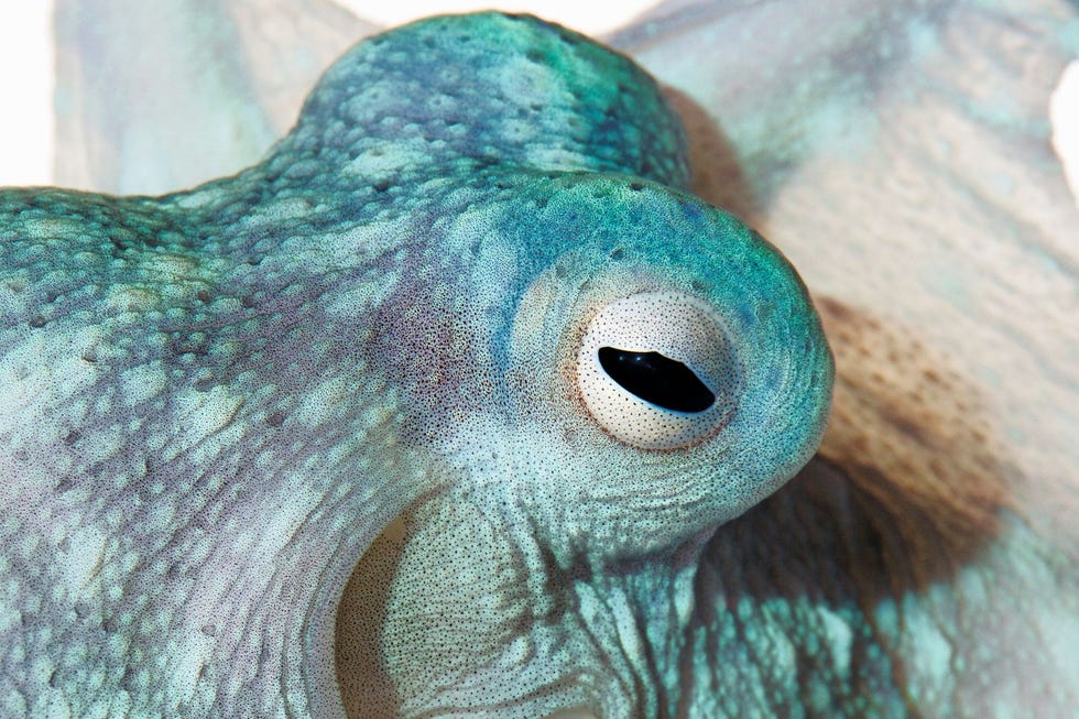 Octopussen zijn meesters in de kunst van de camouflage ze veranderen razendsnel van gedaante om op te gaan in hun omgeving De spikkels van Callistoctopus alpheus zijn cellen vol kleurpigment Als het dier ze allemaal openzet zou hij rood met witte stippen zijn