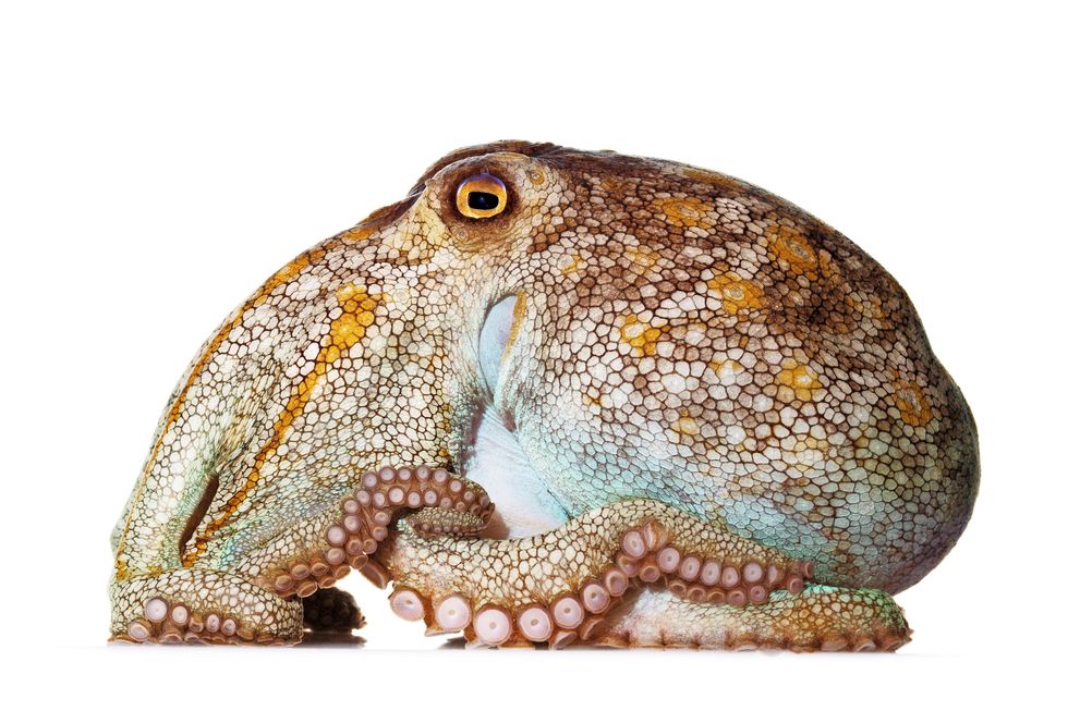 Octopus pallidus  groot lijf vrij korte armen  leeft in de wateren voor de zuidoostkust van Australie s Nachts komt hij tevoorschijn om te jagen op schaaldieren