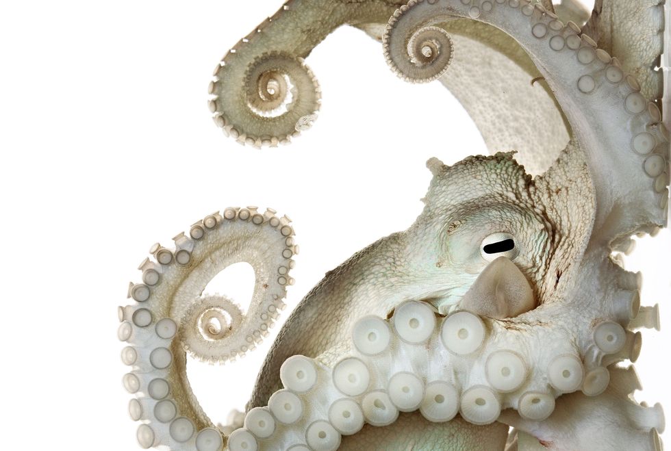 Het zenuwstelsel van deze gewone octopus Octopus vulgaris is veel groter en complexer dan dat van de meeste andere ongewervelden Kan een octopus nadenken Heeft hij een bewustzijn zoals sommige experts menen En hoe komen we daar ooit achter