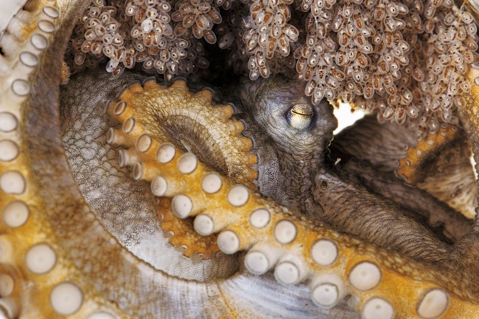 Dit vrouwtje van een nog onbeschreven soort past op haar eieren Kort nadat ze uitkomen zal de moeder sterven De vrouwtjes van de meeste soorten octopussen planten zich maar een keer in hun leven voort de jongen groeien dus op zonder moeder