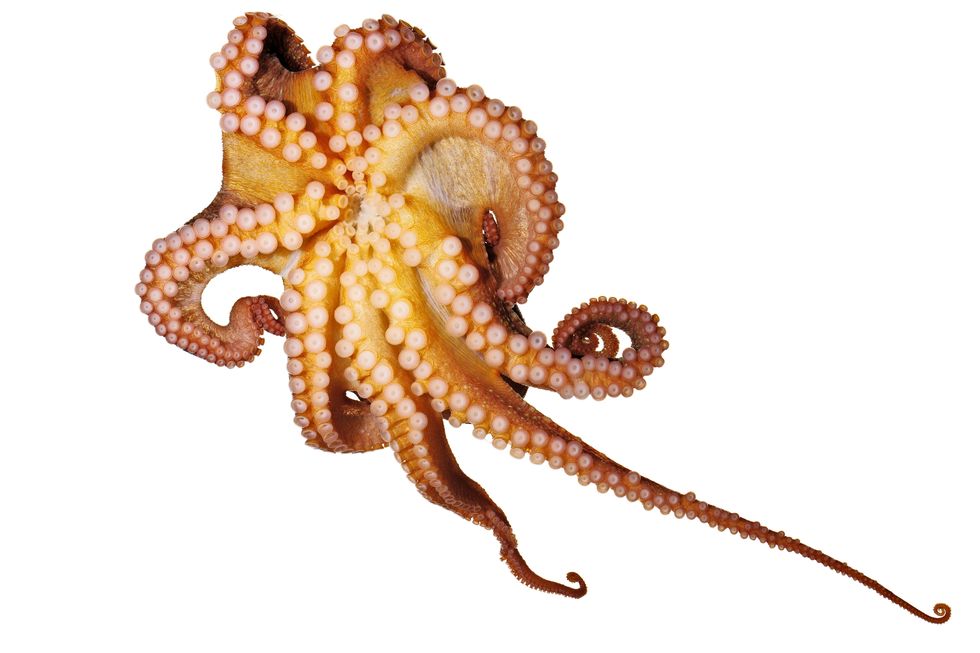 Octopus rubescens laat zijn zuignappen zien Elke zuignap kan onafhankelijk van de andere worden aangestuurd en levert niet alleen maar zuigvermogen maar ook veel kracht en behendigheid