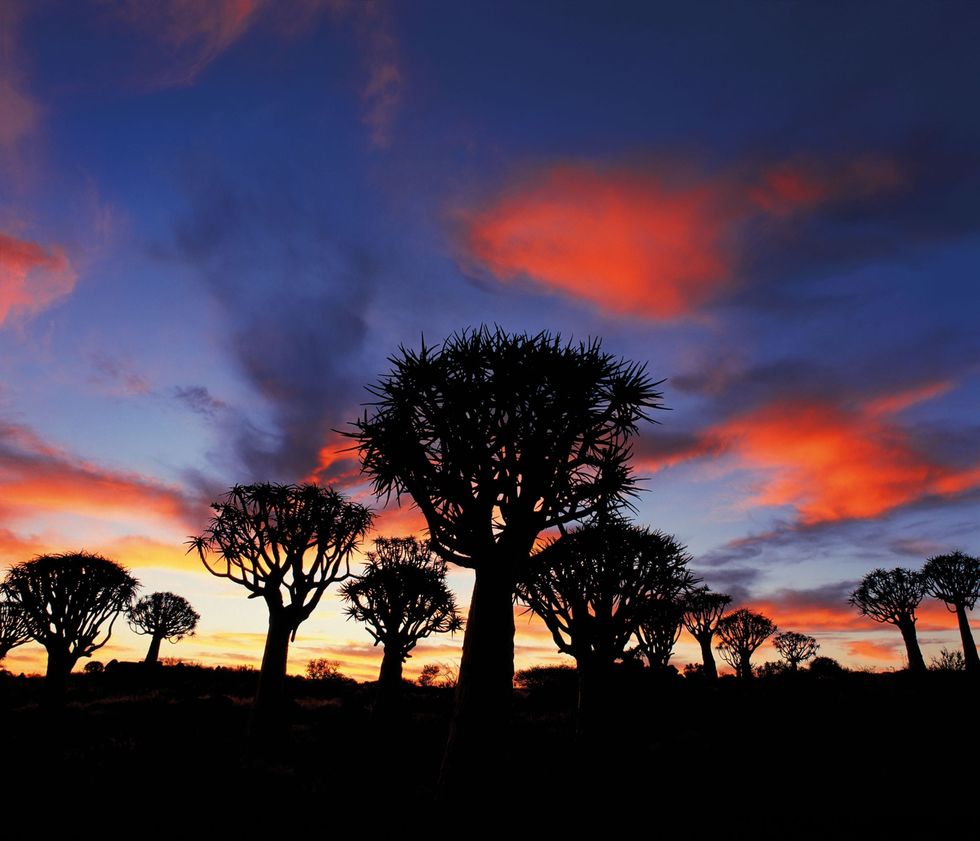 Deze kokerbomen in Namibi zijn geliefd bij de San die de takken ervan uitholden om houders te maken voor hun pijlen De bomen die worden bedreigd door stijgende temperaturen hebben een brede kruin die een perfecte nestplaats biedt voor wevers