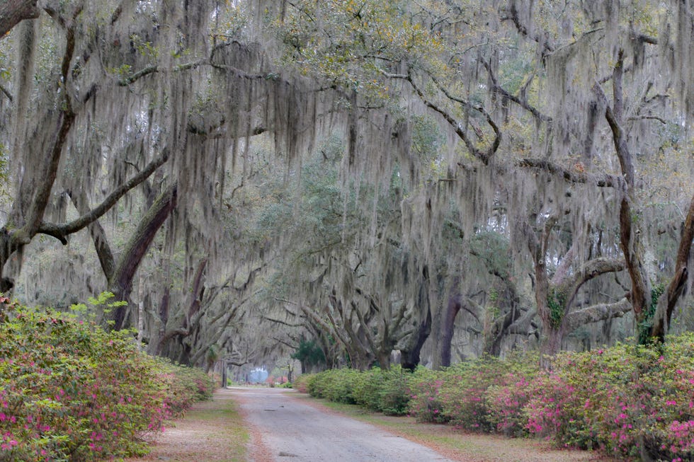 parque de árboles frondosos en la ciudad de savannah, estados unidos