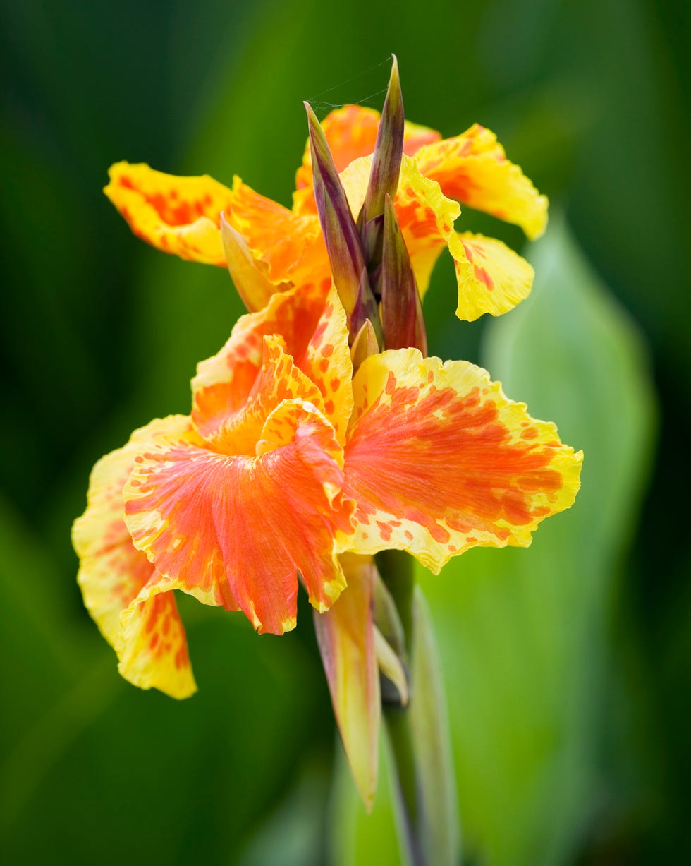 oakland nurseries, leicestershire canna 'yellow king humbert'