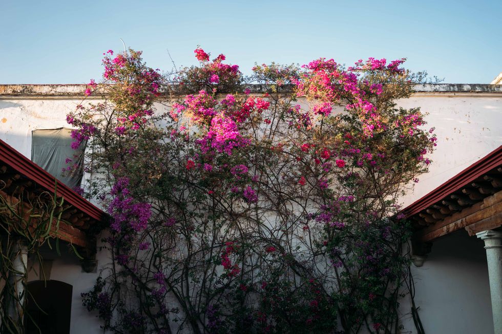 Flower, Pink, Plant, Bougainvillea, Tree, Spring, Magenta, Architecture, House, Flowering plant, 