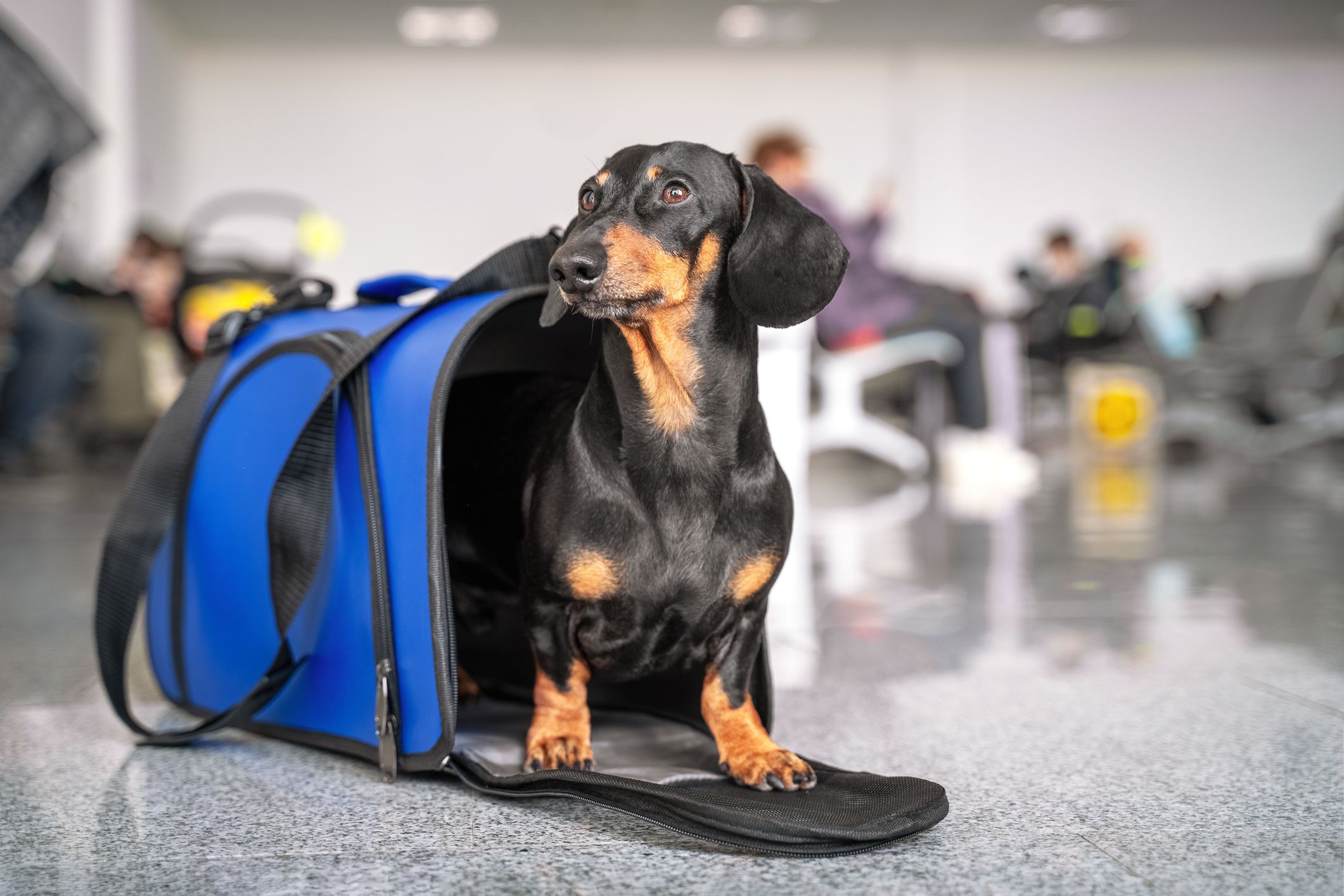 How to Choose the Best Dog Carrier for Plane Travel - Travelnuity