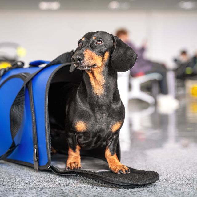 Best dog carriers for travel, according to experts