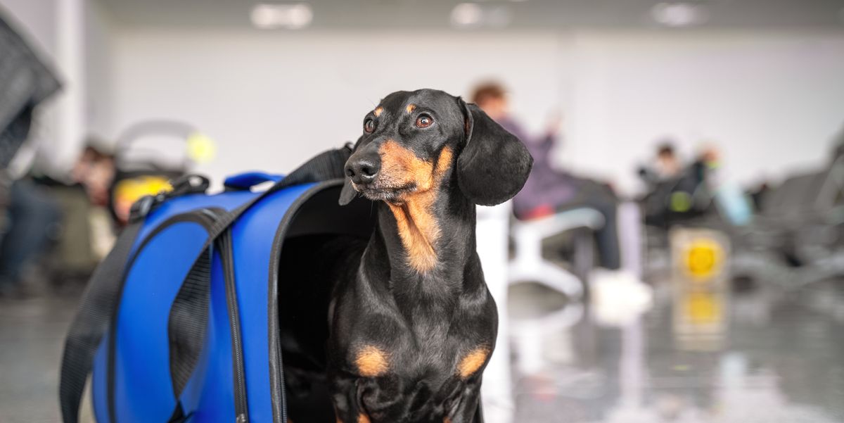 https://hips.hearstapps.com/hmg-prod/images/obedient-dachshund-dog-sits-in-blue-pet-carrier-in-royalty-free-image-1688166535.jpg?crop=1.00xw:0.752xh;0,0.147xh&resize=1200:*