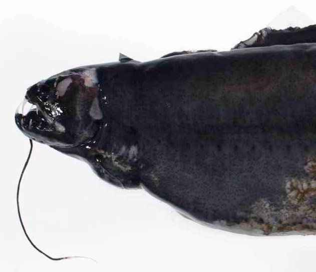 the obese dragonfish