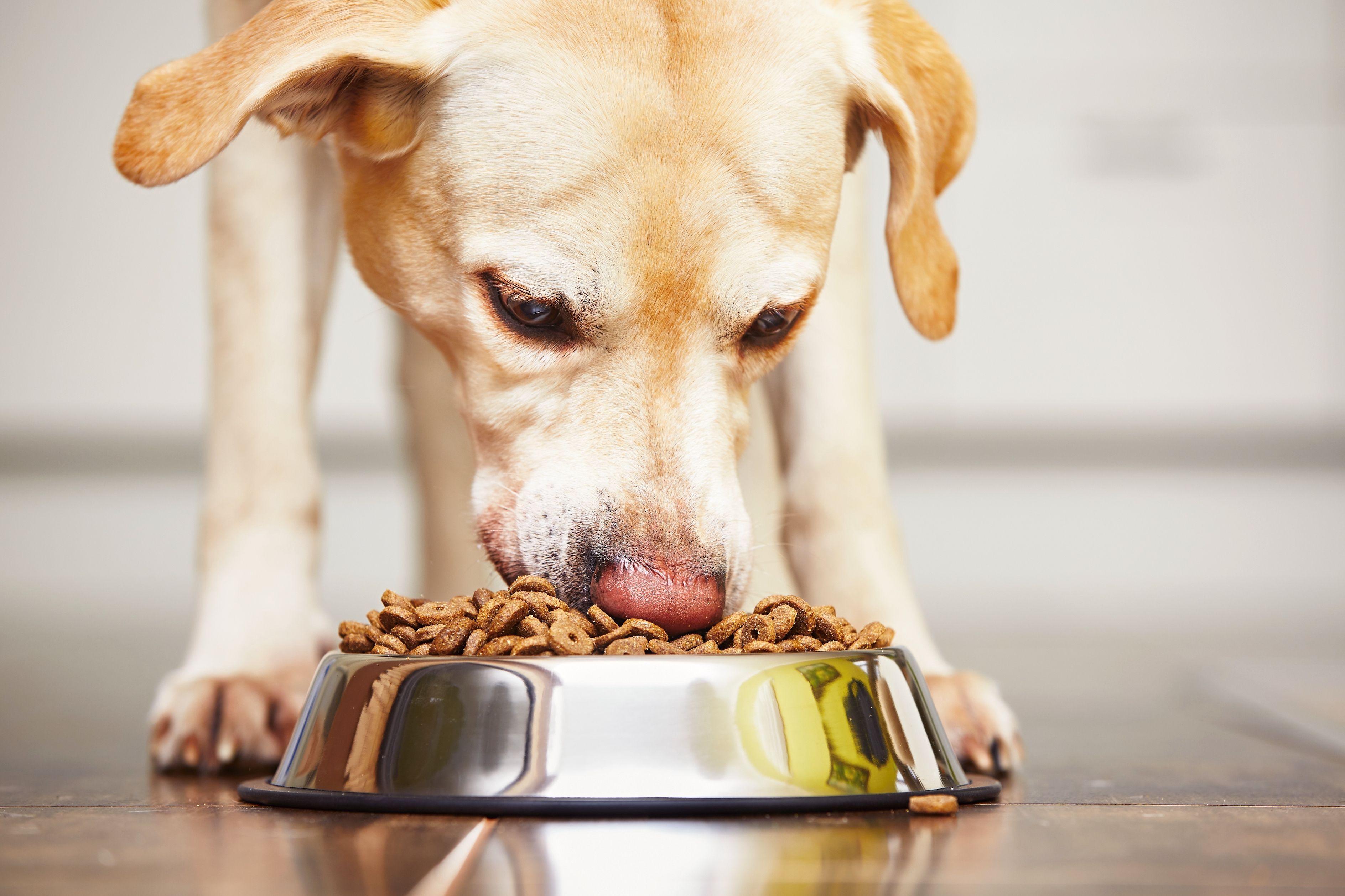 Lab dog eating outlet food