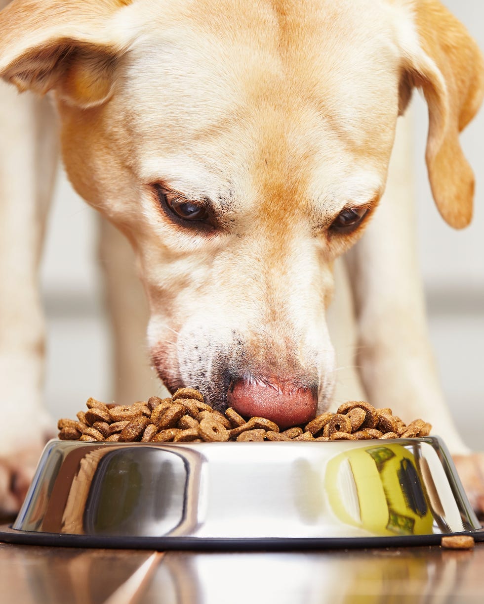 how to treat obesity in labradors