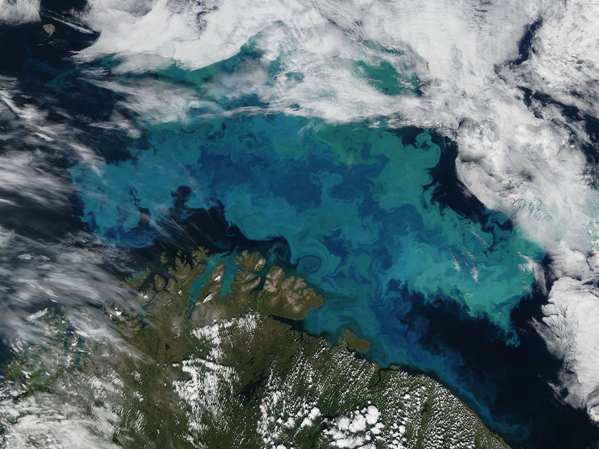 Een algenbloei op 14 augustus 2011 in de Barentszzee Deze opname werd gemaakt door de Moderate Resolution Imaging Spectroradiometer MODIS aan boord van de satelliet Aqua