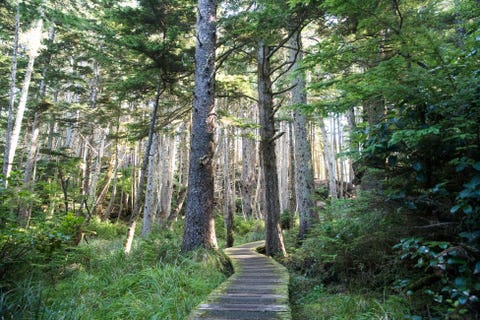 OCEAN HOUSE CANADA  In het Ocean House op het ongerepte eiland Haida Gwaii dat bij de Canadese provincie British Columbia hoort kunnen gasten genieten van de natuur en van de cultuur van het inheemse Haidavolk tevens de eigenaren van het huis Tijdens de pakketreizen van enkele nachten gaan ook vaak kunstenaars mee en kun je verder uitstapjes maken naar traditionele dorpen en op kajakexcursie