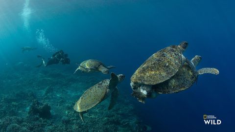 Cameraman Roger Munns volgt enkele schildpaddentwee rivaliserende mannetjes die een paringspaar achtervolgen
