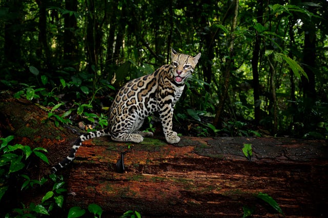 Wat is een ocelot? 6 weetjes over deze wilde kat