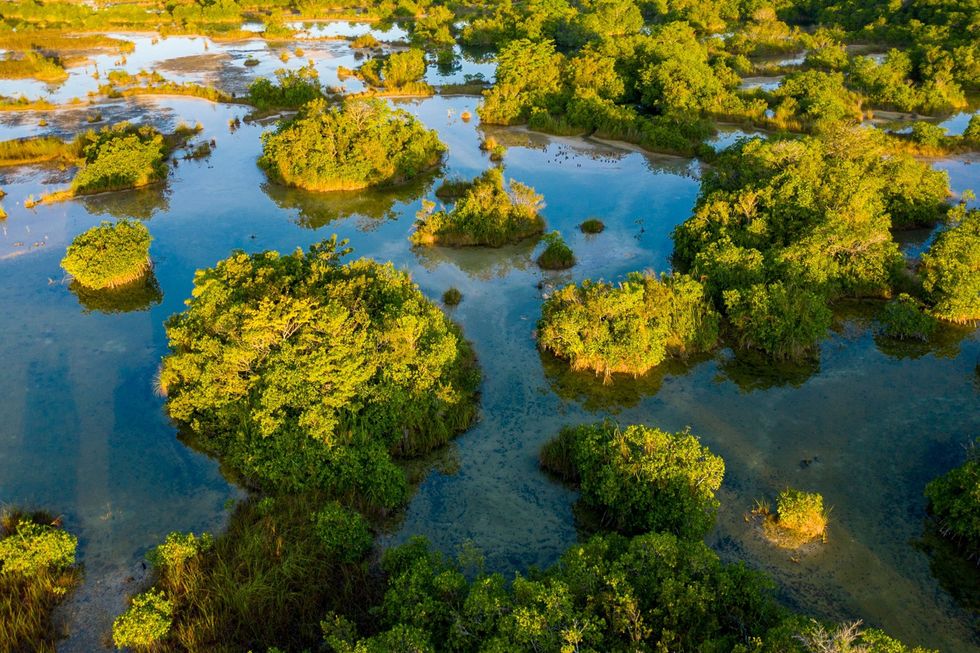 Dankzij het stilstaande en calciumrijke water van de rivier San Pedro Mrtir kon dit mangrovebos z ver van de kust en van zilt water overleven