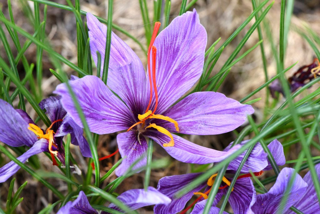 25 Best Fall Flowers – Autumn Flowers for Your Garden