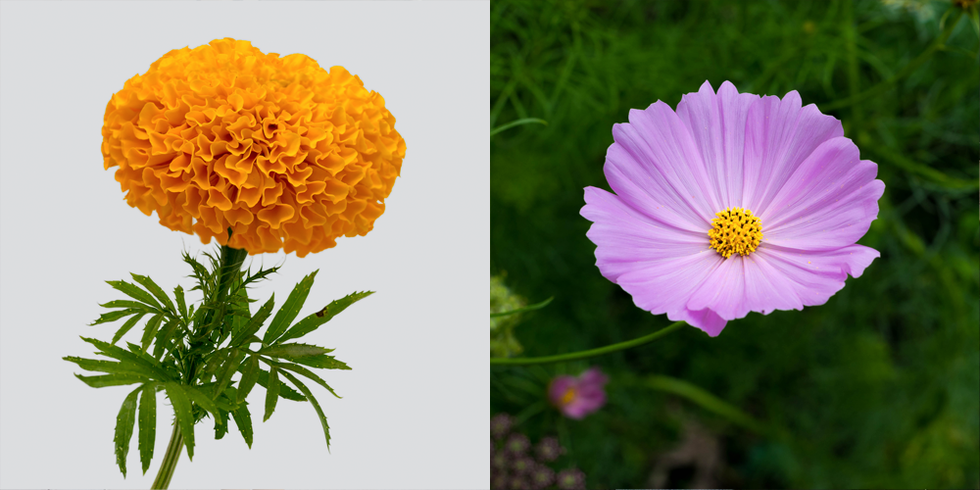 october marigold and cosmos