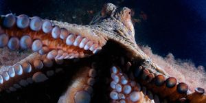 Octopus attacking with tentacles open, close-up