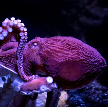 octopus