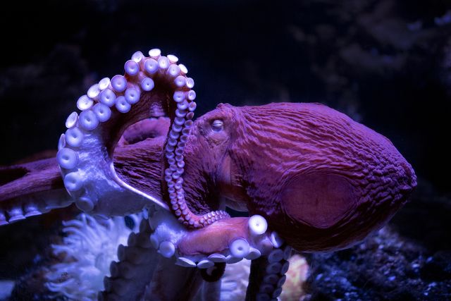 7 Incredible Octopus Facts That'll Make You Love Cephalopods