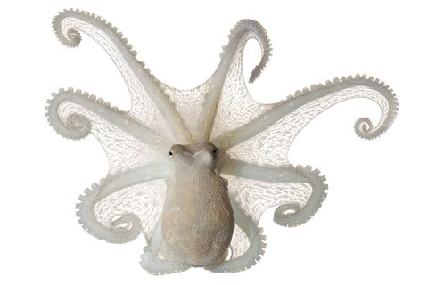 De inktvis Octopus berrima leeft in ondiepe wateren voor de zuidoostkust van Australi en verbergt zich vaak in het zand