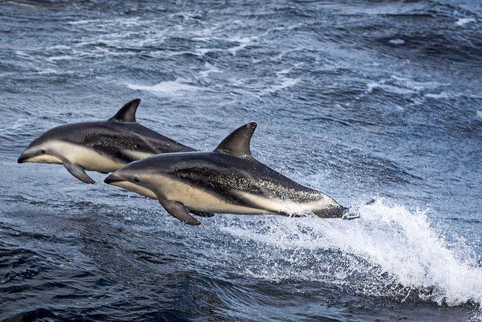Donkergestreepte dolfijnen boven liften mee op de boeggolven aan het begin van de Drake Passage