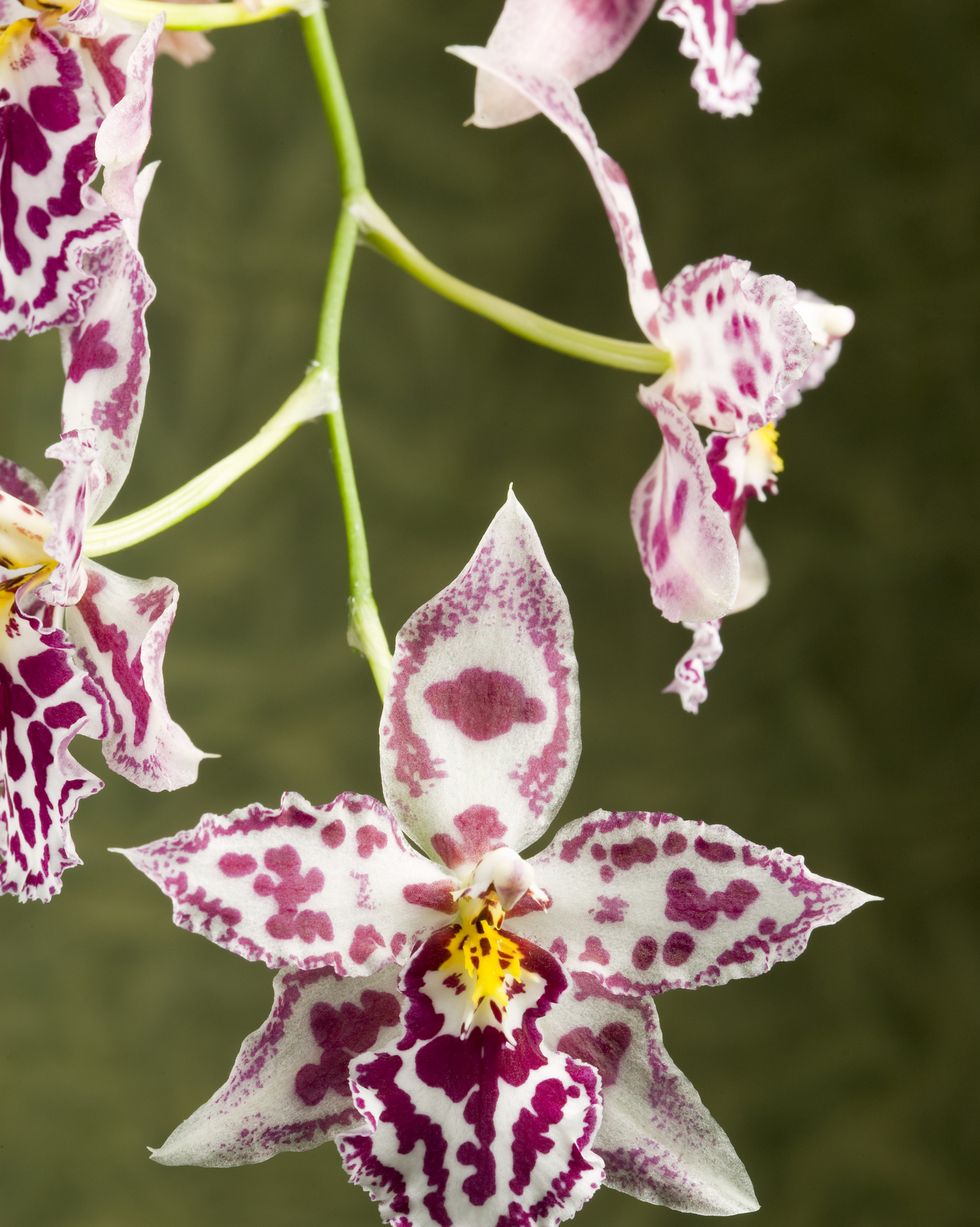 white and pink purple odontoglossum orchids